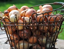 If You’re Thinking About Growing Onions From Seed, It’s Time to Get Started