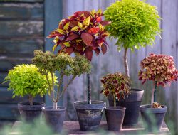 How to Grow Potted Topiaries