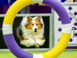 A High Stakes Obstacle Course, for Dogs