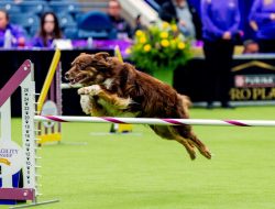 Nimble, All-American Dog, Wins Westminster Agility Competition