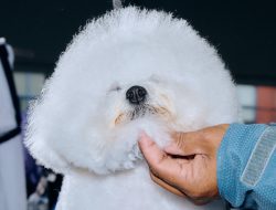 Westminster Dog Show 2024: Photos From Behind the Scenes