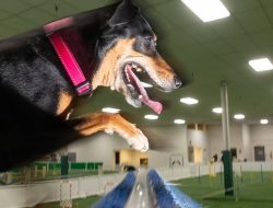 Westminster Dog Show 2024 Preview: Rescue Dog Seeks Agility Crown